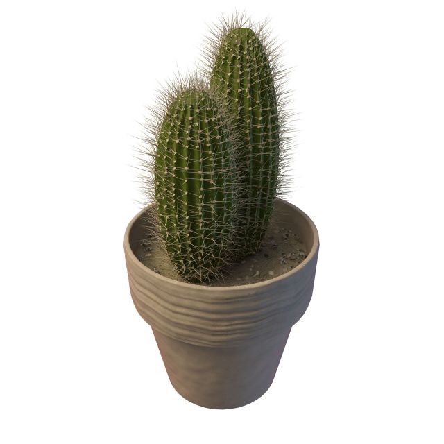 Potted saguaro cactus 3d rendering