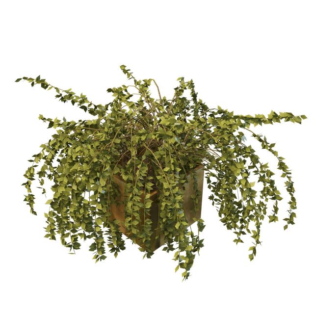 Potted evergreen shrubs 3d rendering