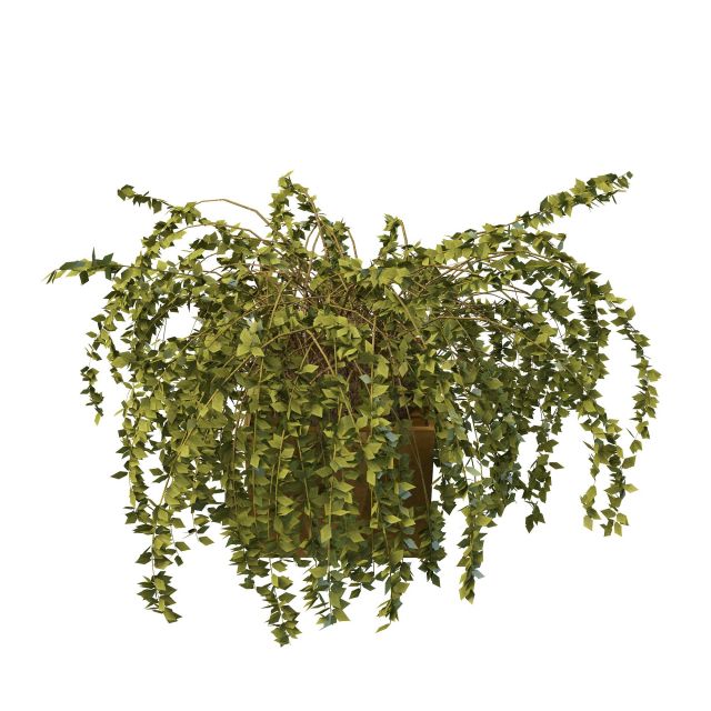 Potted evergreen shrubs 3d rendering