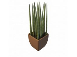 Sansevieria cylindrica plant 3d model preview