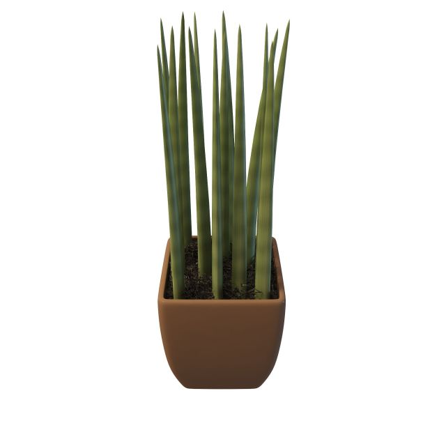 Sansevieria cylindrica plant 3d rendering
