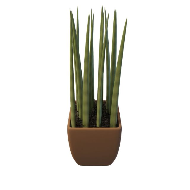 Sansevieria cylindrica plant 3d rendering