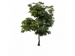 Australian chestnut tree 3d model preview