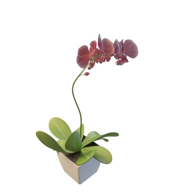 Potted flowers 3d rendering