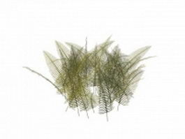 Japanese holly fern plants 3d model preview