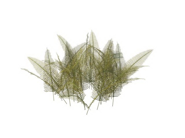 Japanese holly fern plants 3d rendering