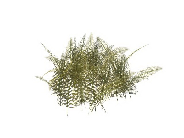 Japanese holly fern plants 3d rendering