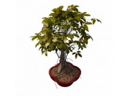Indoor bonsai tree 3d model preview