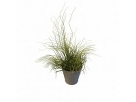 Tall potted grass plants 3d model preview