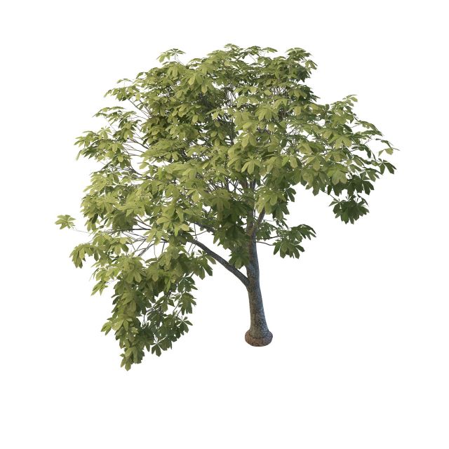 Chestnut tree 3d rendering