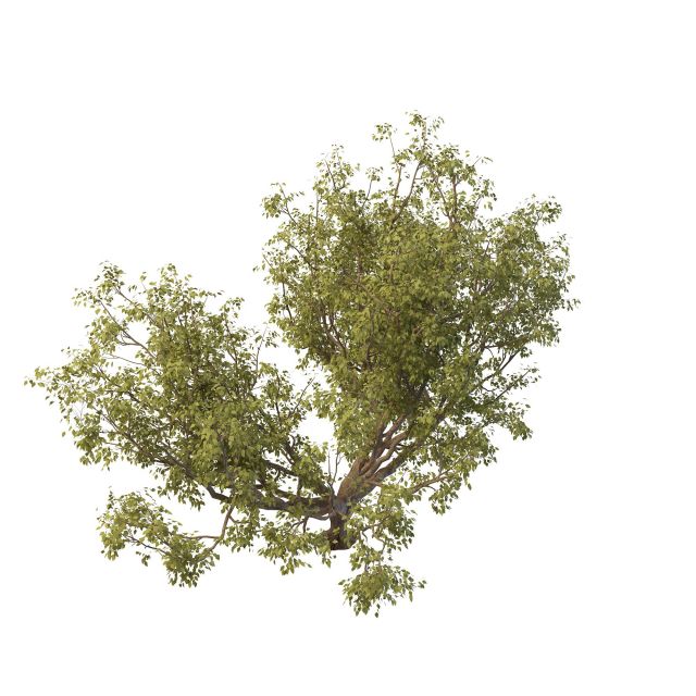 Apple tree 3d rendering