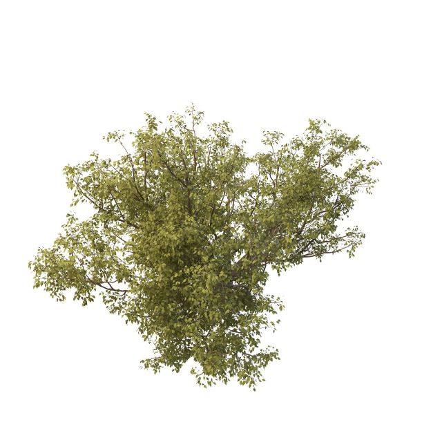 Apple tree 3d rendering