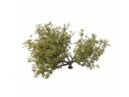 Apple tree 3d model preview