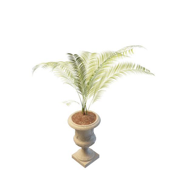 Potted live palm tree 3d rendering