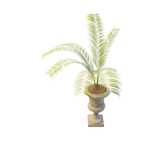 Potted live palm tree 3d rendering