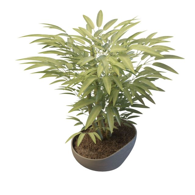 Potted bamboo plants 3d rendering