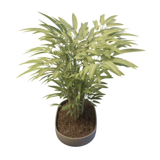 Potted bamboo plants 3d rendering
