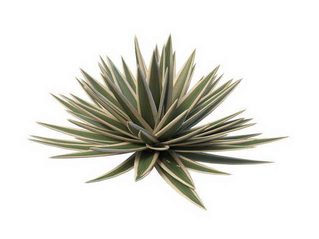 Large agave plants 3d rendering