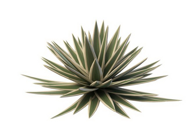 Large agave plants 3d rendering