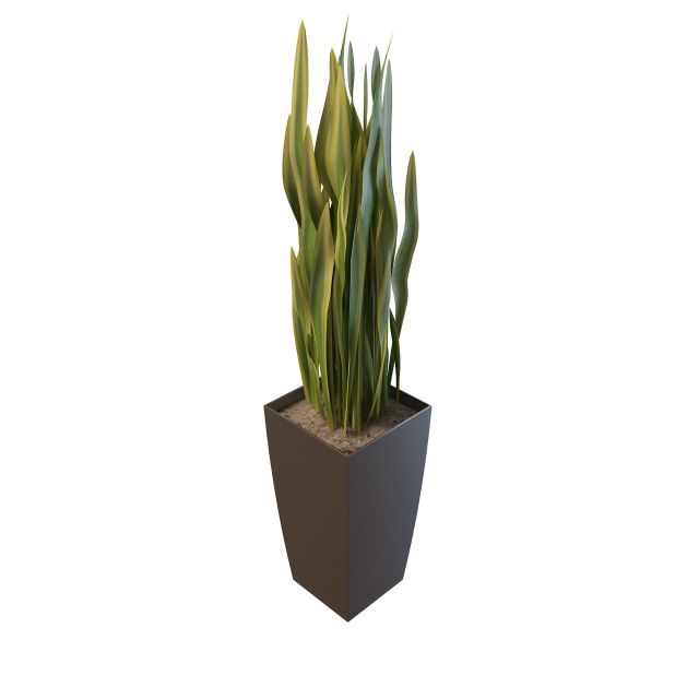 Variegated yucca plant 3d rendering