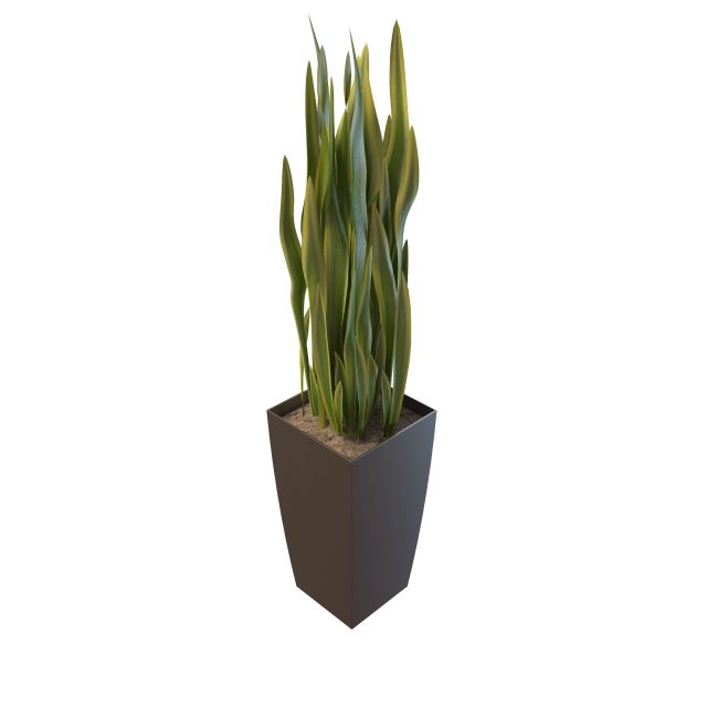 Variegated yucca plant 3d rendering