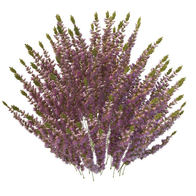 Calluna heather plant with flowers 3d rendering