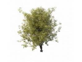 Chinese dwarf cherry tree 3d model preview