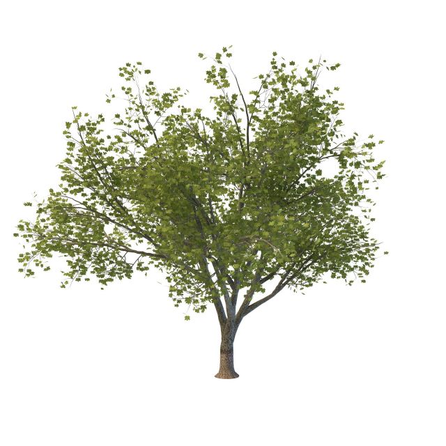 Manitoba maple tree 3d rendering