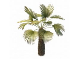 Trachycarpus palm tree 3d model preview