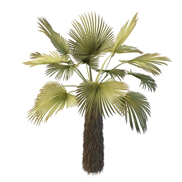 Trachycarpus palm tree 3d model 3ds max files free download - modeling ...