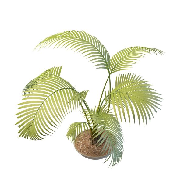 Potted palm tree plants 3d rendering