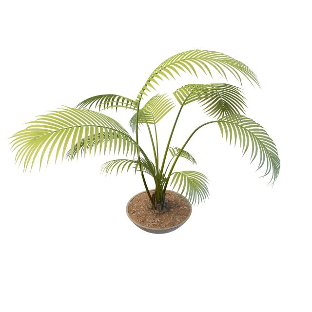Potted palm tree plants 3d rendering