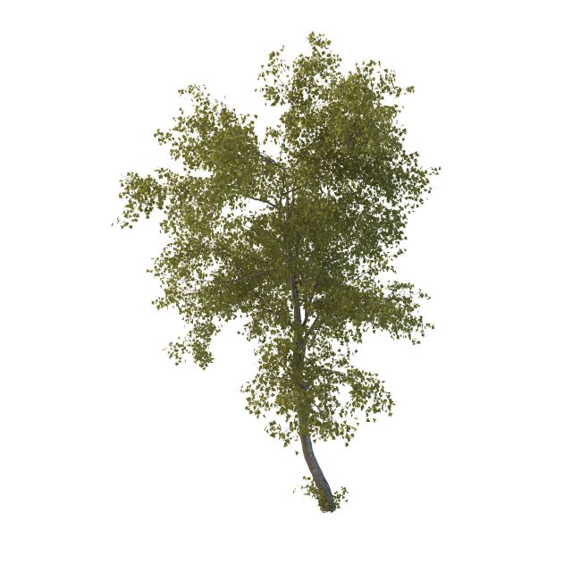 Lime tree plant 3d rendering