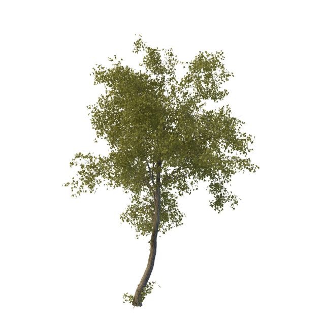 Lime tree plant 3d rendering