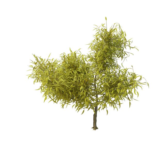 Young willow tree 3d rendering