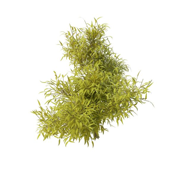 Young willow tree 3d rendering