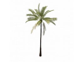 Beach palm tree 3d model preview
