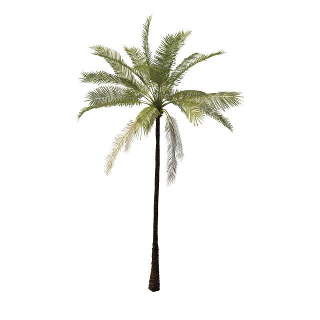 beech mountain 3d model palm tree