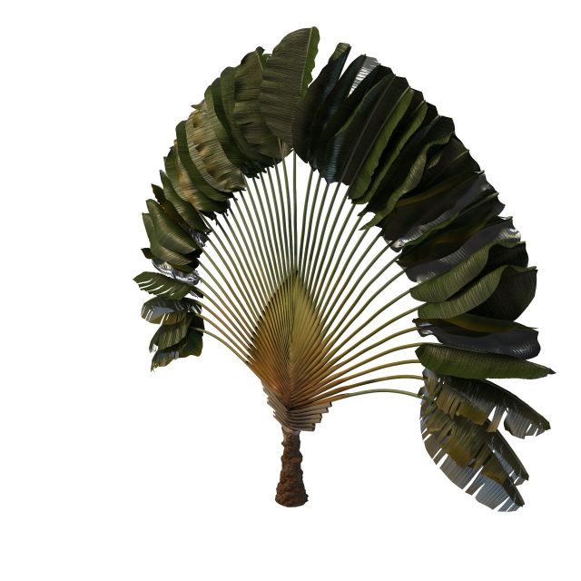 Ravenala palm 3d rendering