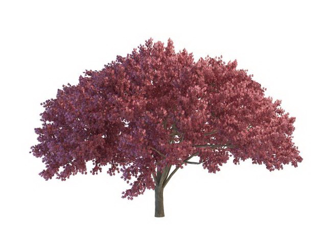 Purple blooming tree 3d rendering