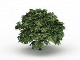 Field maple tree 3d model preview