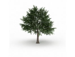 Acer platanoides tree 3d model preview