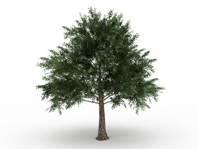 Acer platanoides tree 3d rendering