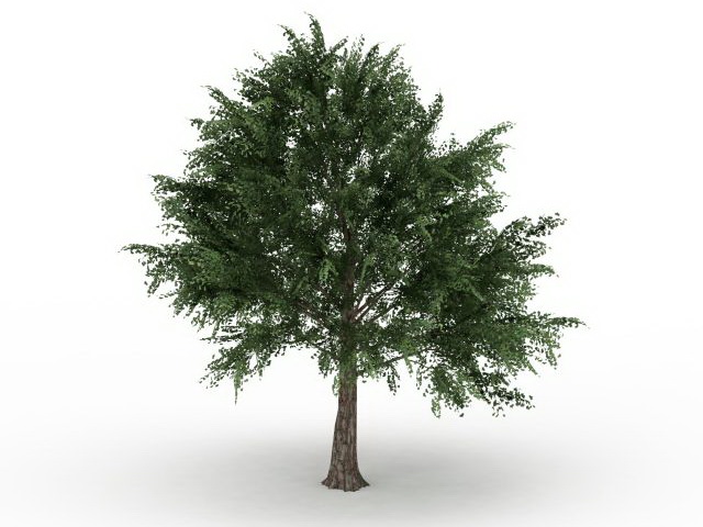 Acer platanoides tree 3d rendering