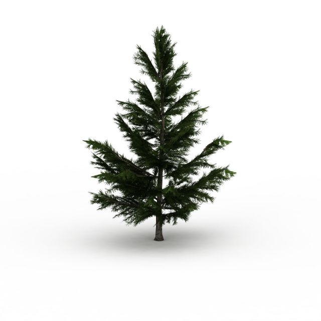 Spruce tree 3d rendering