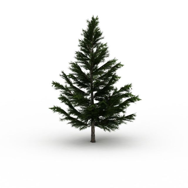 Spruce tree 3d rendering