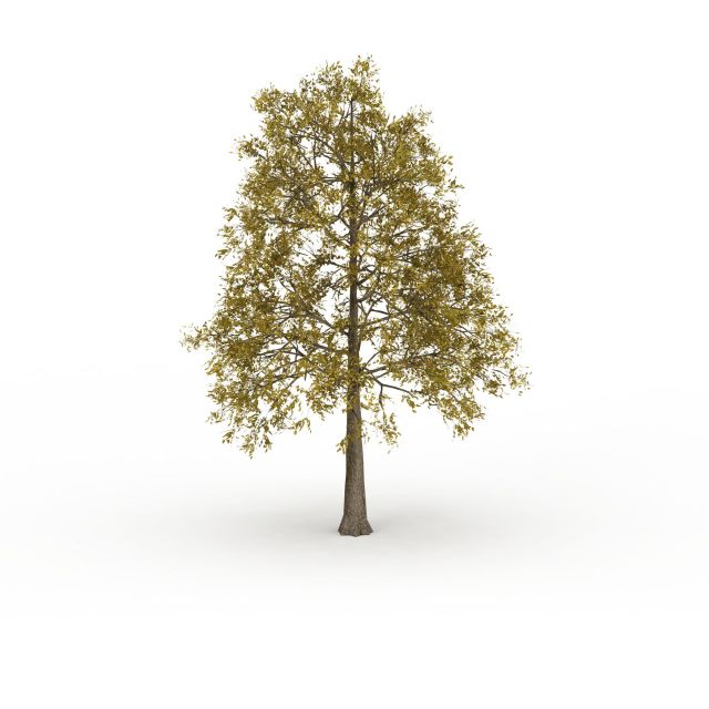 European ash tree 3d rendering