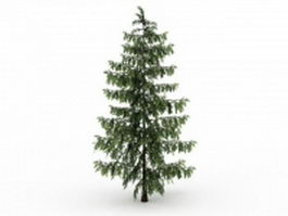 European black pine tree 3d model preview