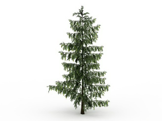 European black pine tree 3d rendering