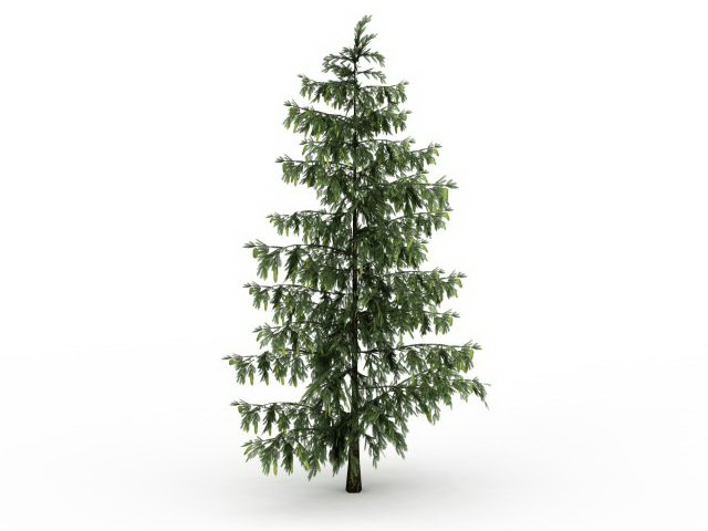 European black pine tree 3d rendering